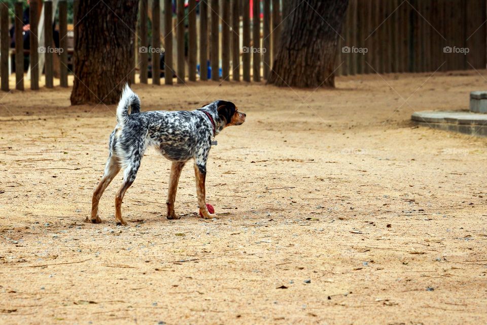 A dog with elegant appearance - English Setter