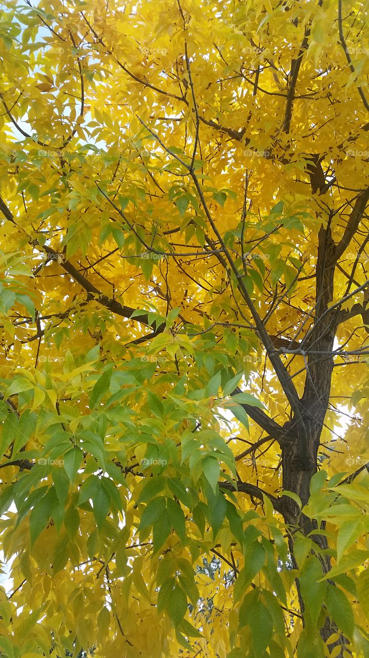 Turning Autumn. Leaves of Fall
