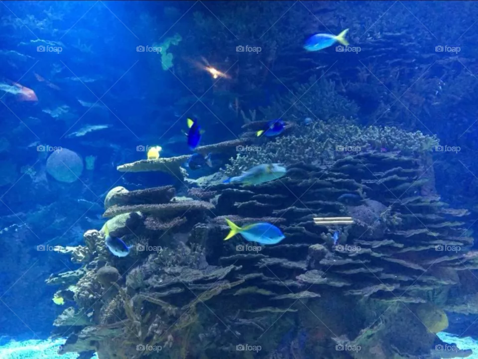 oceanografic