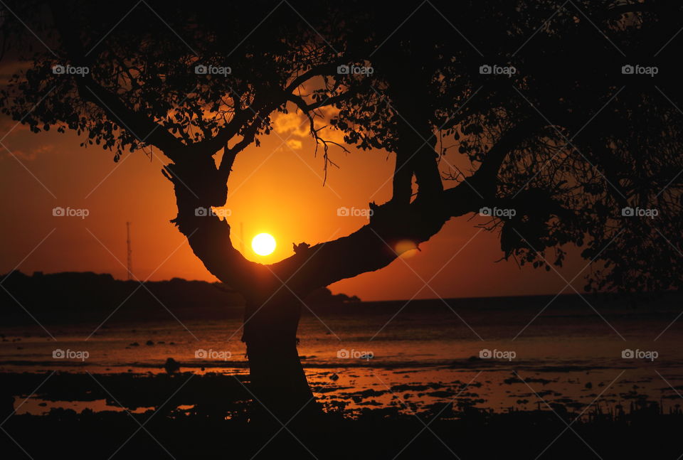 Sunset. Completely oranje colour influinced by the sun at the late afternoon. A lone mangrove of sonneratia photograph creatured, so amazing and beauty.