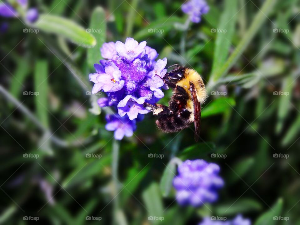 Lavender and a bee in my garden