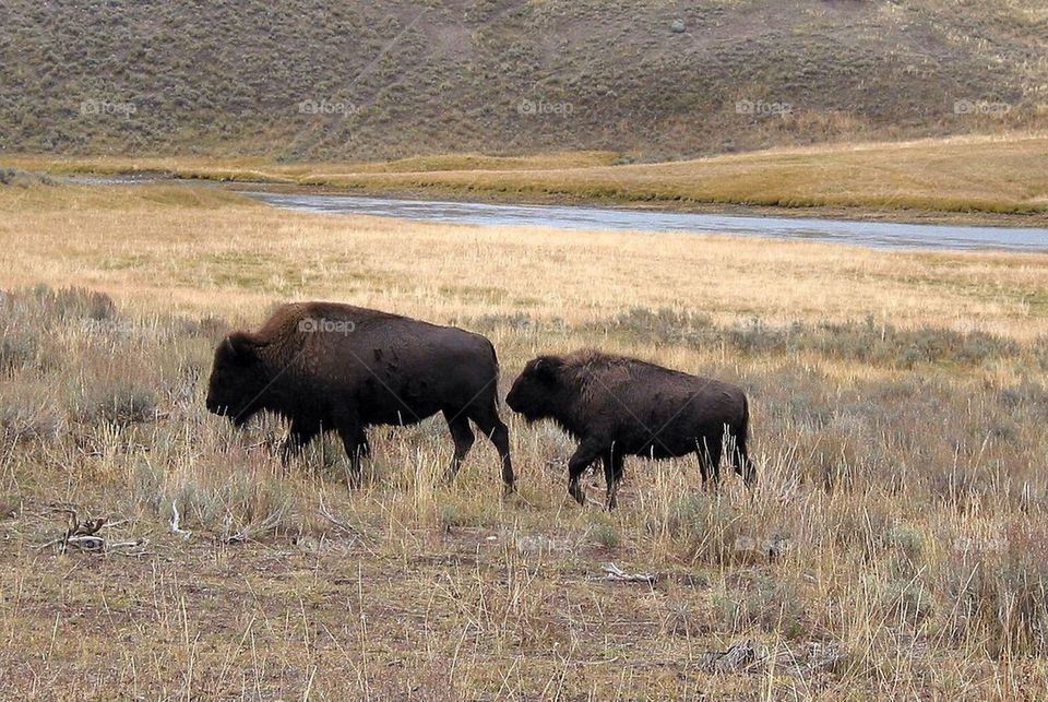 Bison