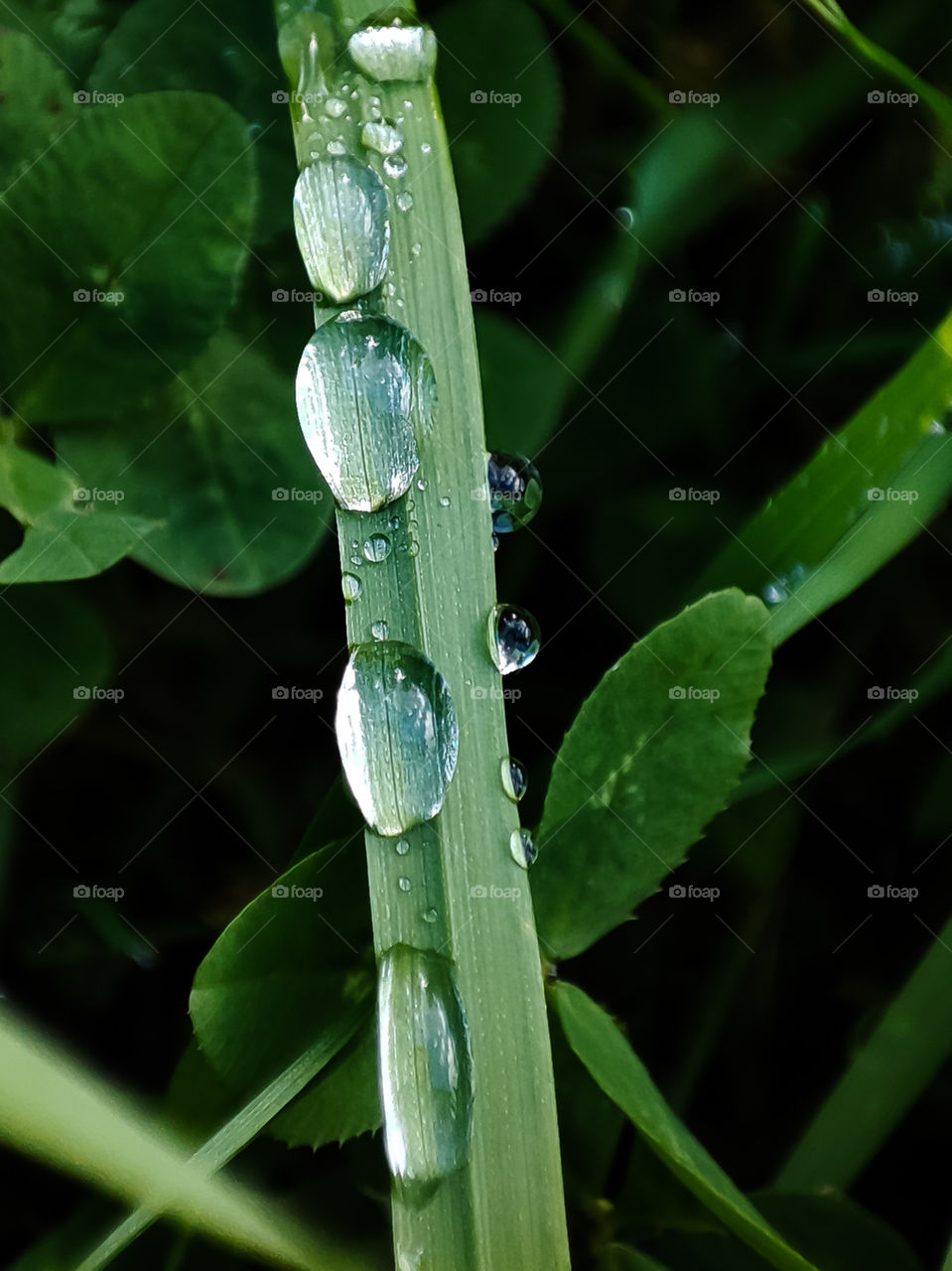 Dew in the morning