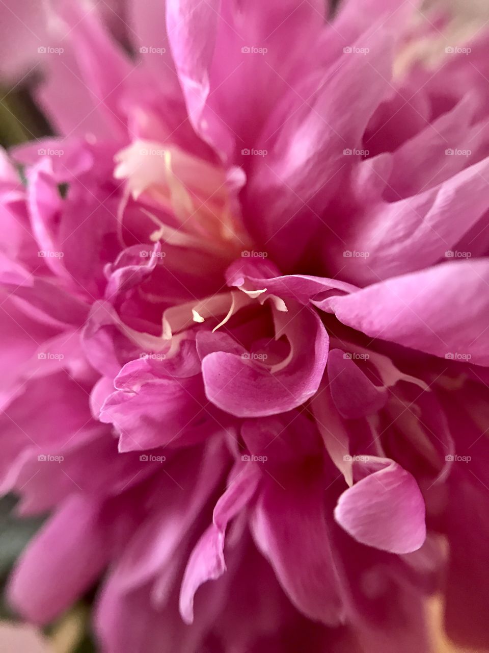 Pink peony 
