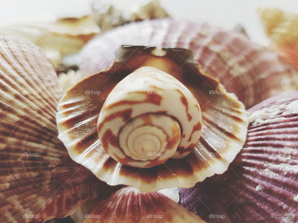 Close-up of seashells