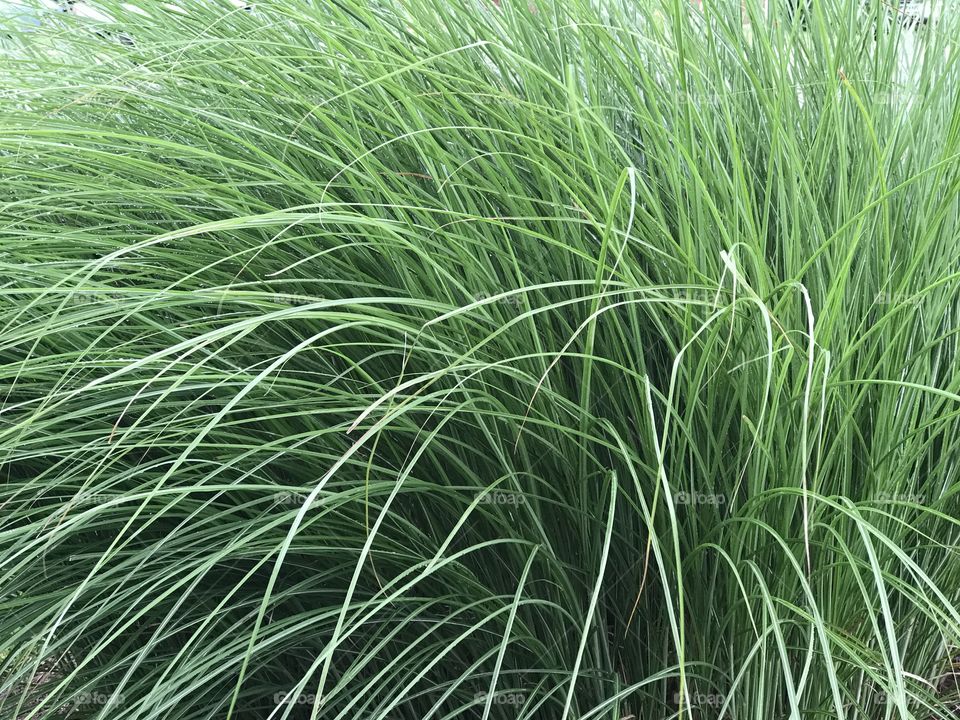 Grass-texture- floral