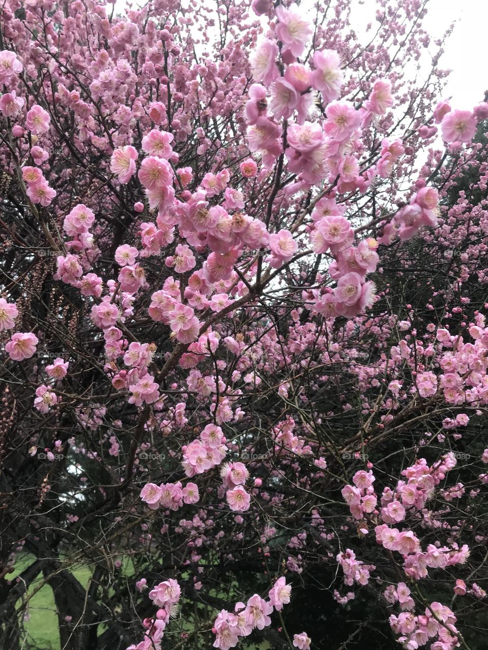 Pink Cherry Blossoms in Spring