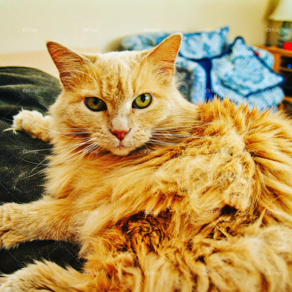 Fluff
