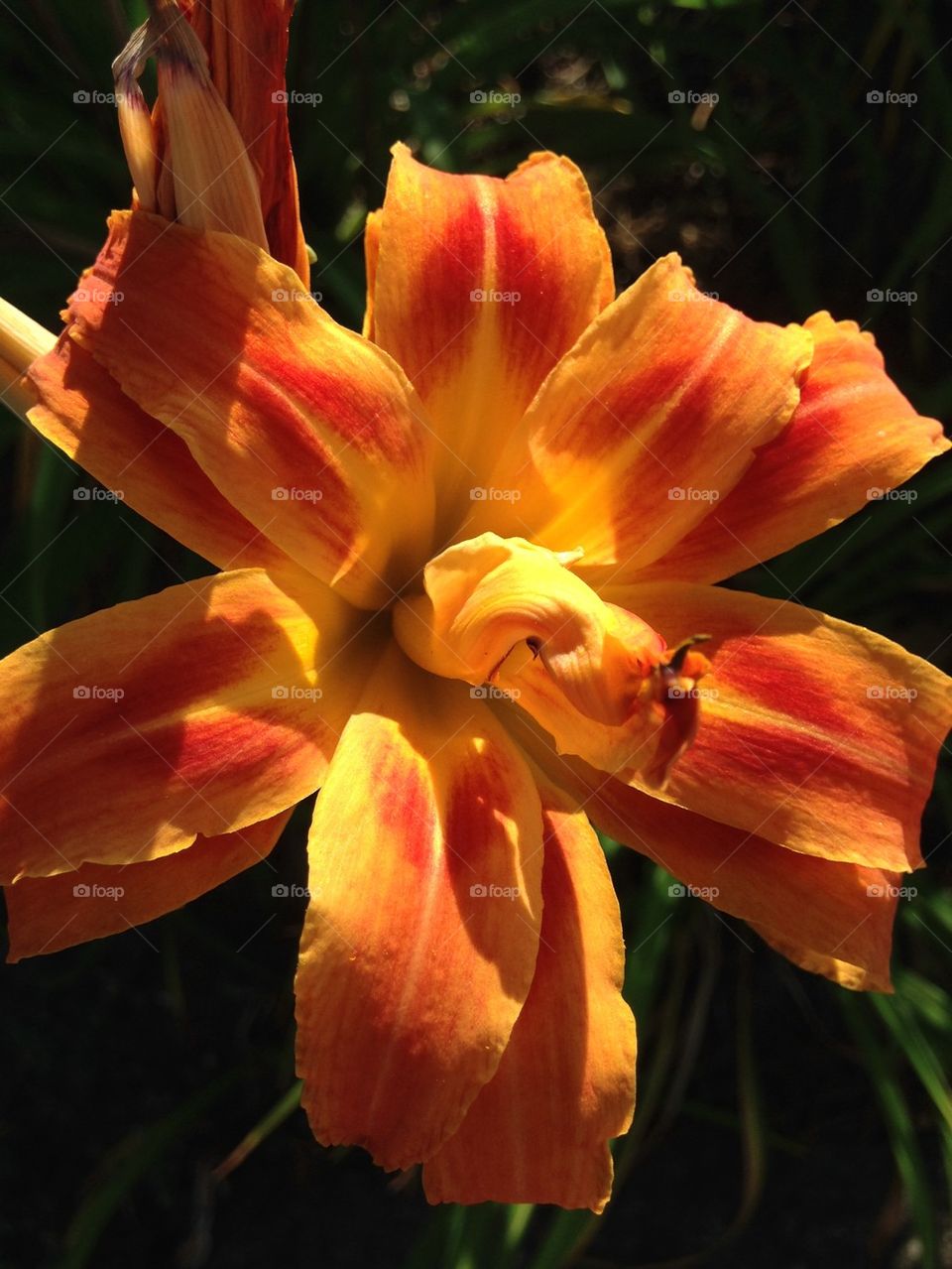 Orange day lily flower