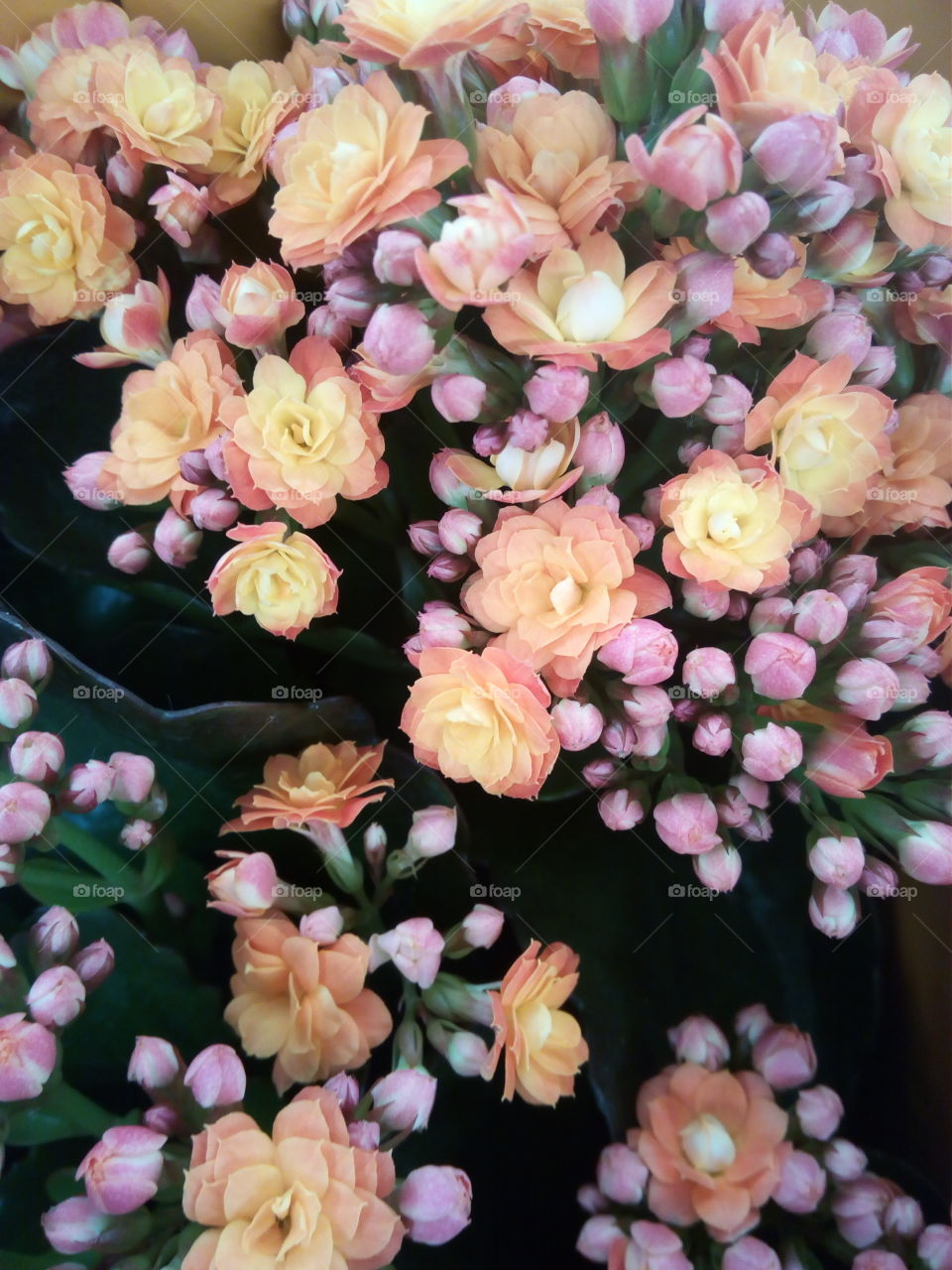 Flowers of the black forest