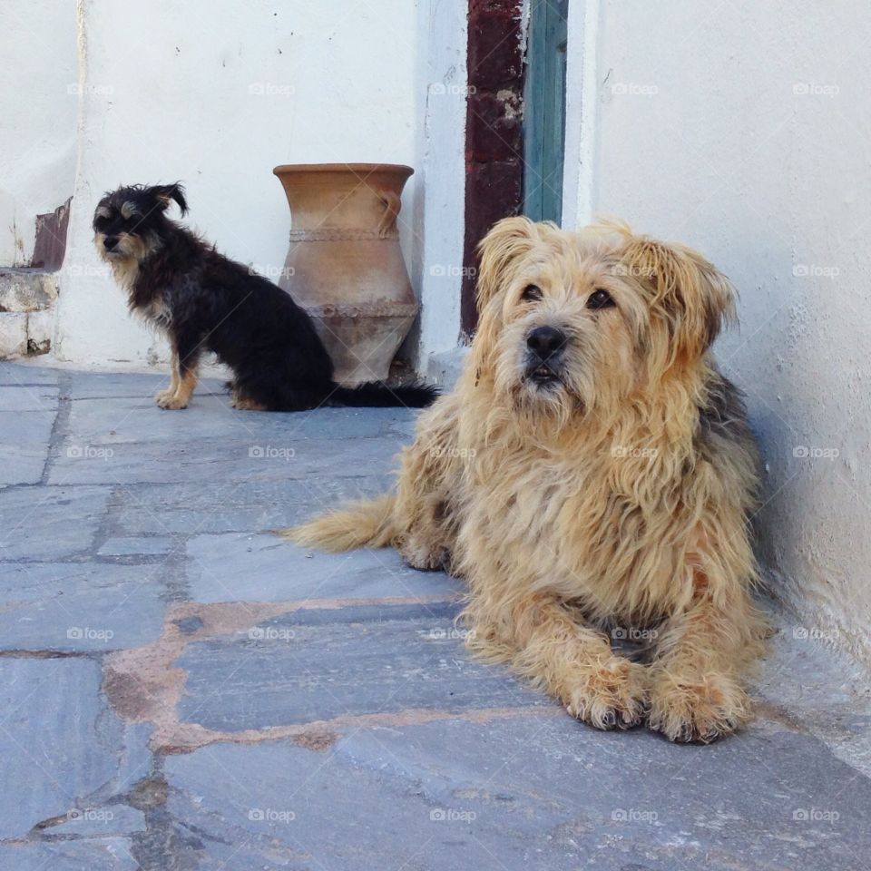 Two cute dogs at the street 