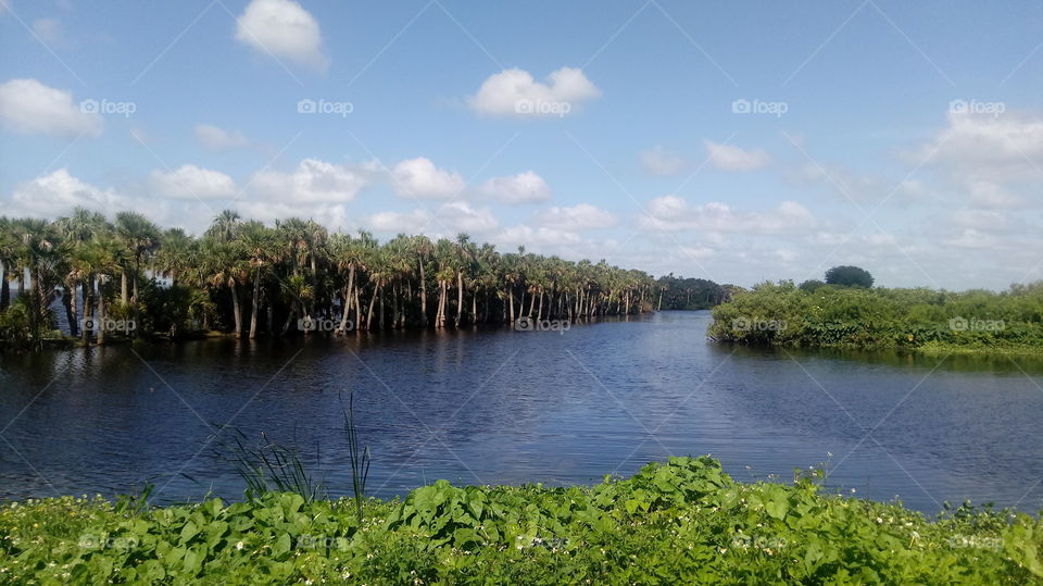 Palm trees and waterway in Palm Bay, Florida. Was driving around the area, and came across this spot.