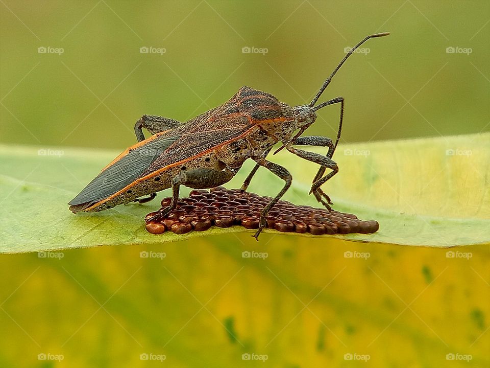 Bug taking care of the eggs