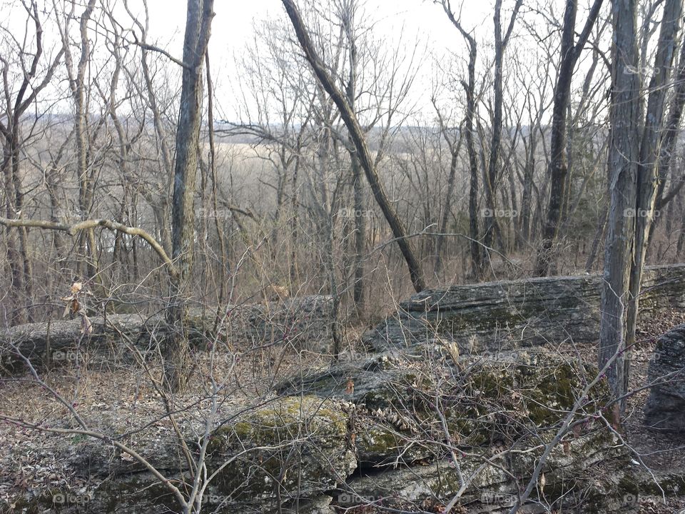 March Woodland Views