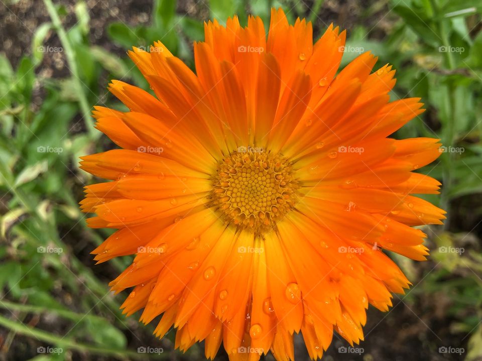 Orange flower head