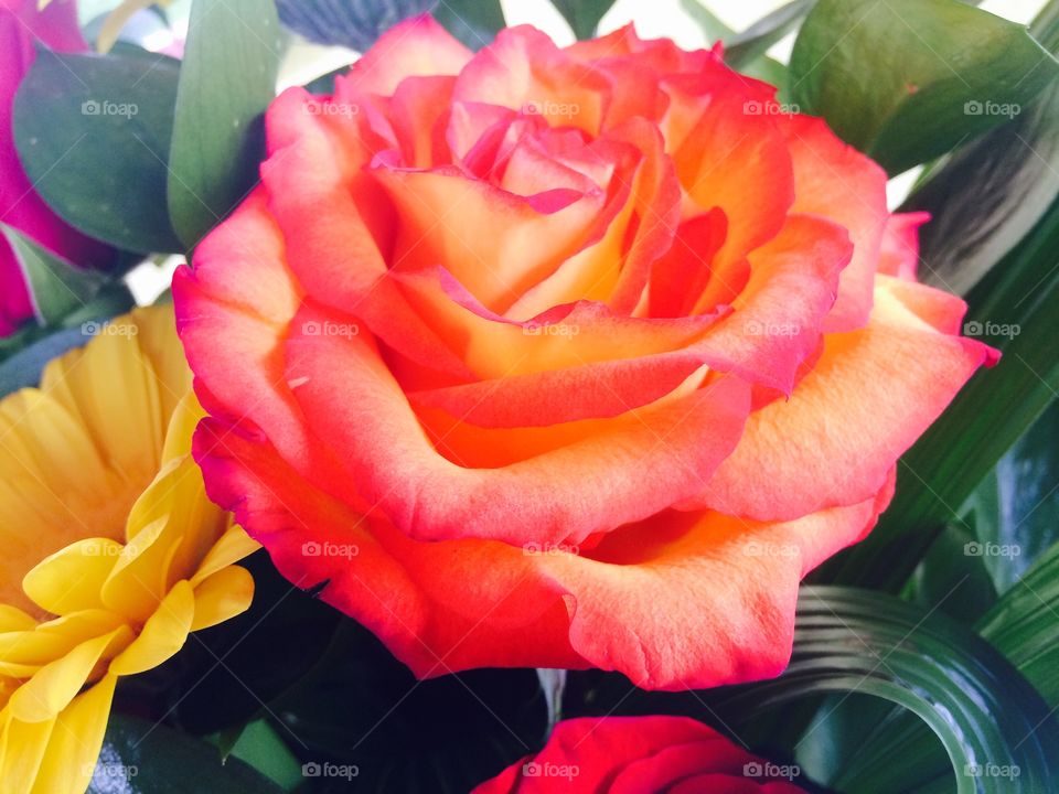 Orange colour rose