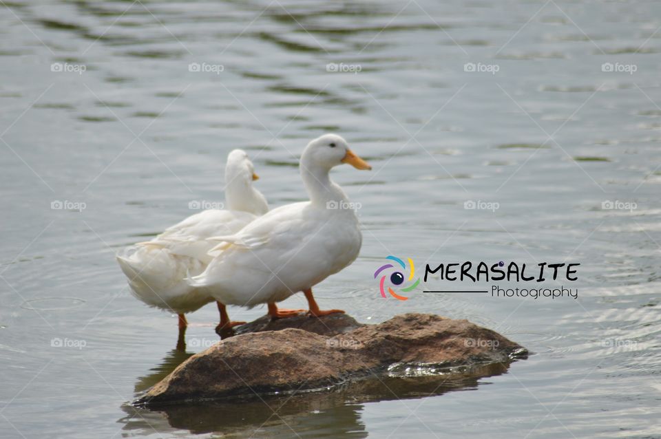 Every where we can Sen one thing it's love 
Lovers are beautiful making happy what's she or he love . 
This pic Hambanthota bird research senator
Sri Lanka ,hanbanthota 