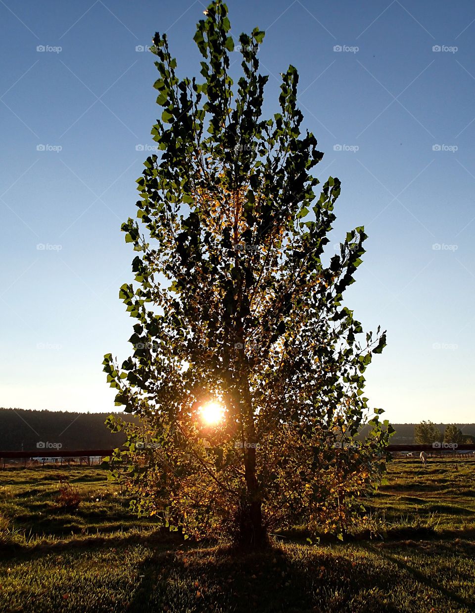 The evening sun has a warm glow through a tree in a pasture that it lights up in rural Crook County in Central Oregon as it sets on a Fall evening. 
