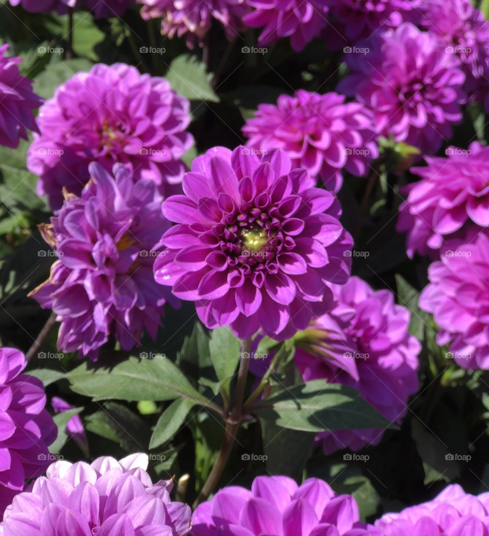 Magenta Dahlias