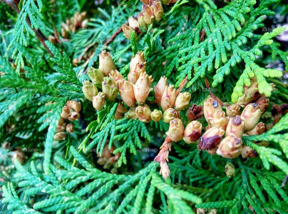 Decoration, Evergreen, Closeup, Pine, Conifer