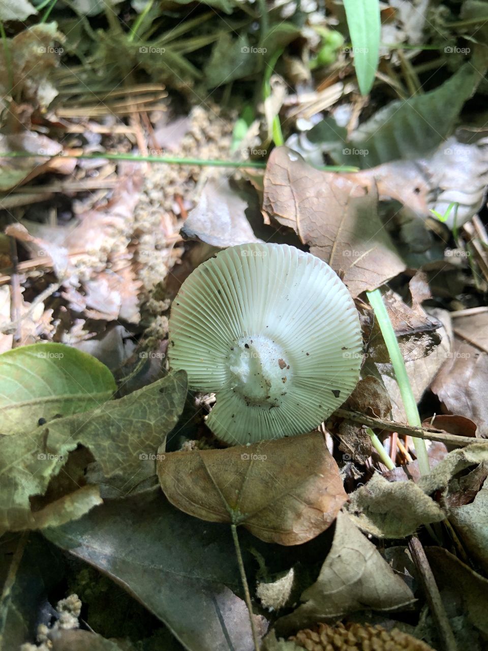 Wild mushroom cap in dappled sunlight 