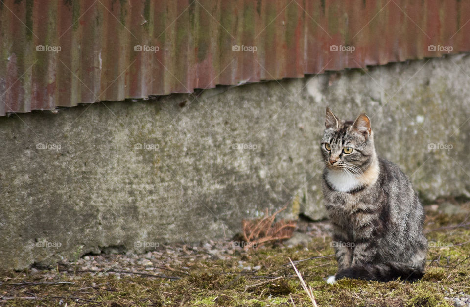 Cat sitting in grass