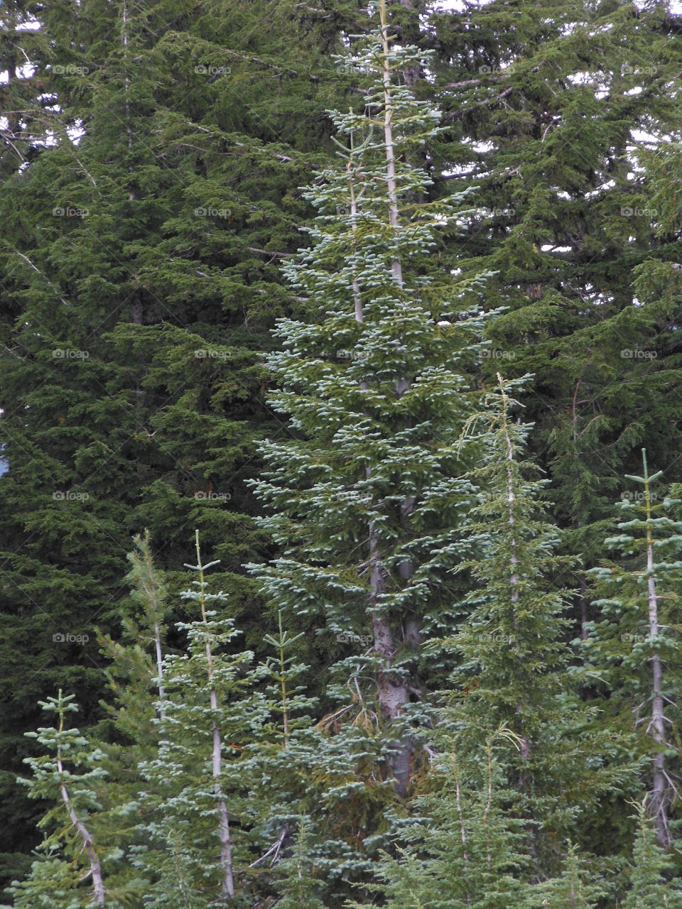 Tipped pine trees in forest