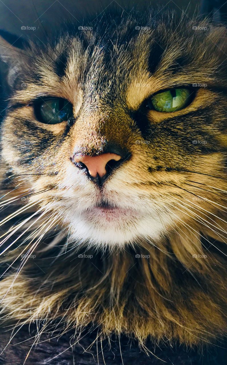 Tabby cat up close