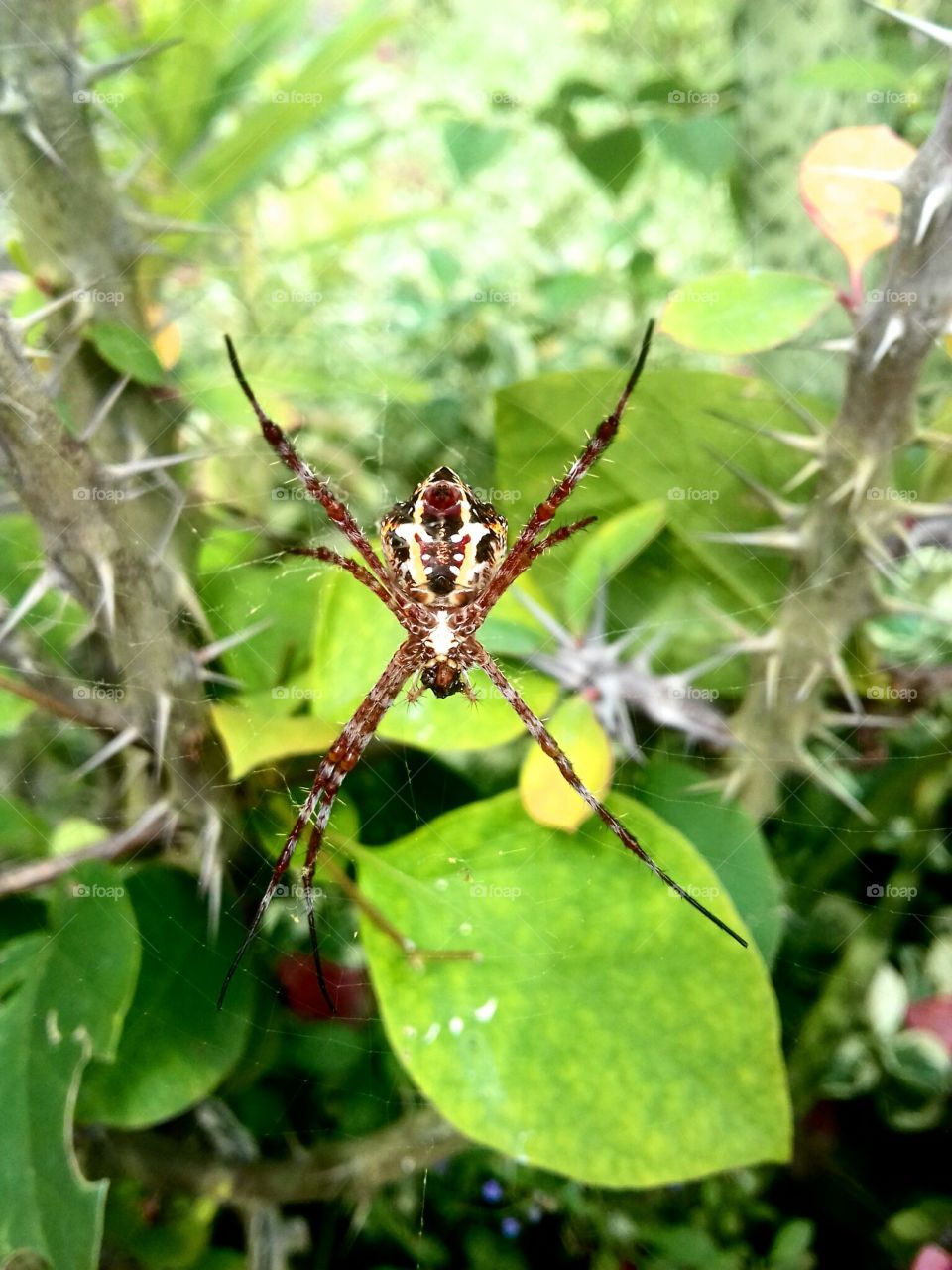 Spider