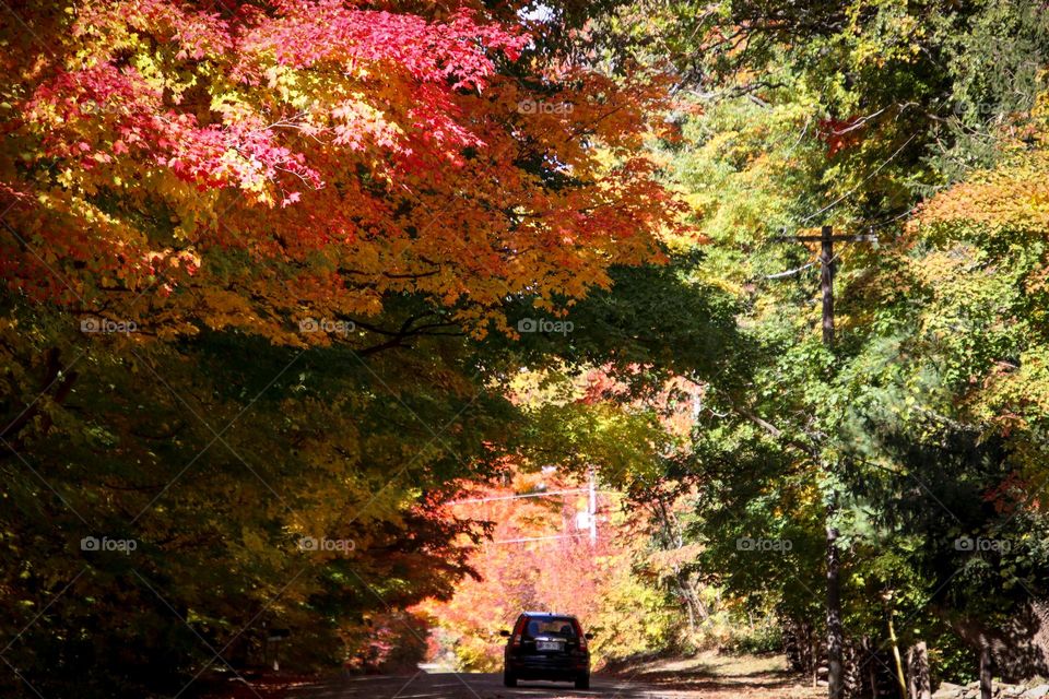 Road trip during gorgeous Canadian autumn