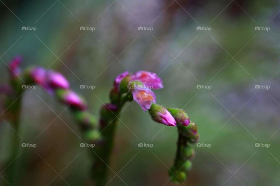 close up of flowers with pink spring blossoms on a misty morning