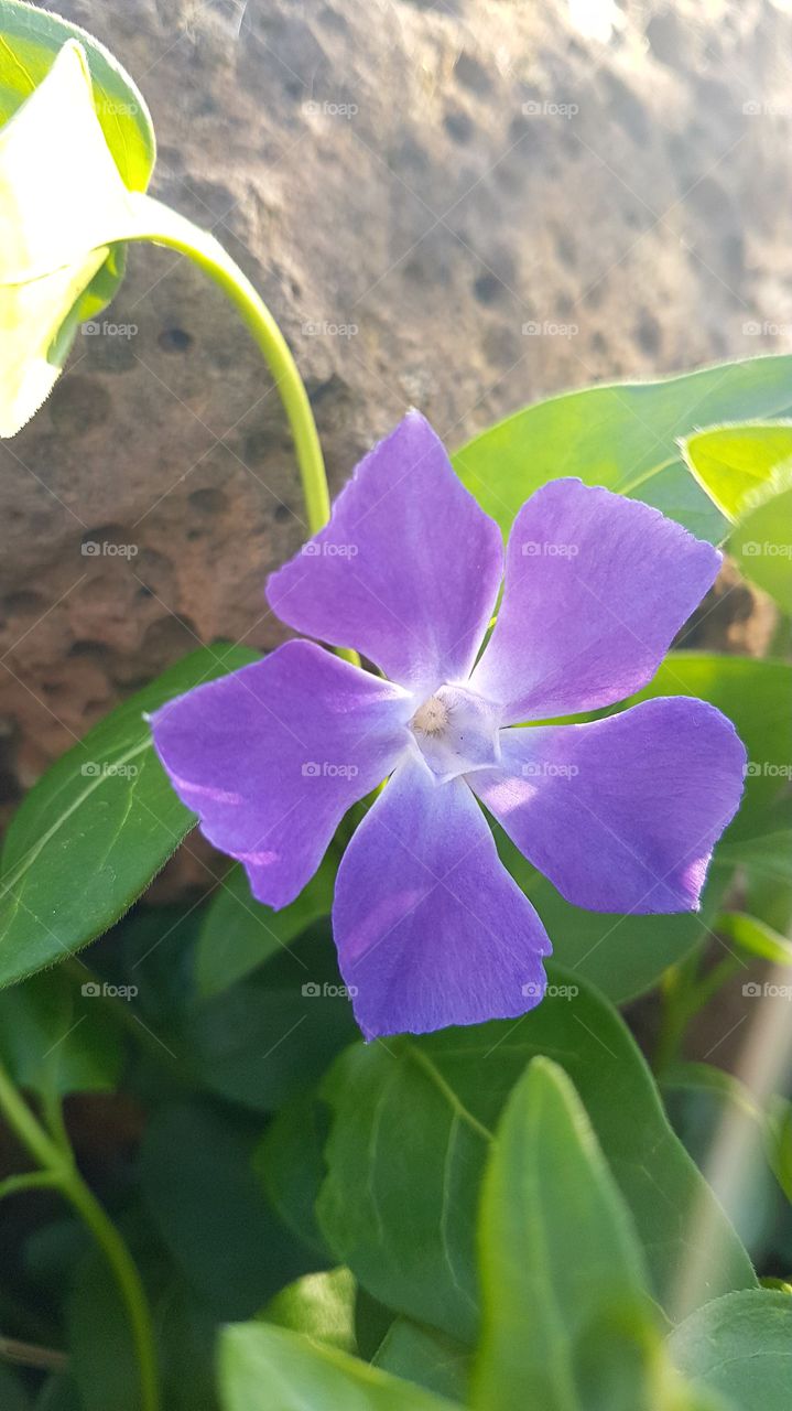 flower