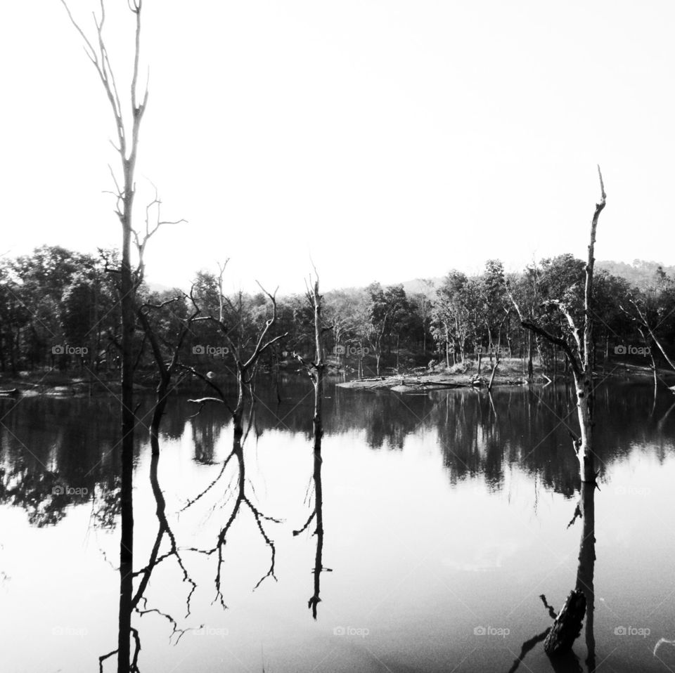 Reflections - Jungle Reservoir 
