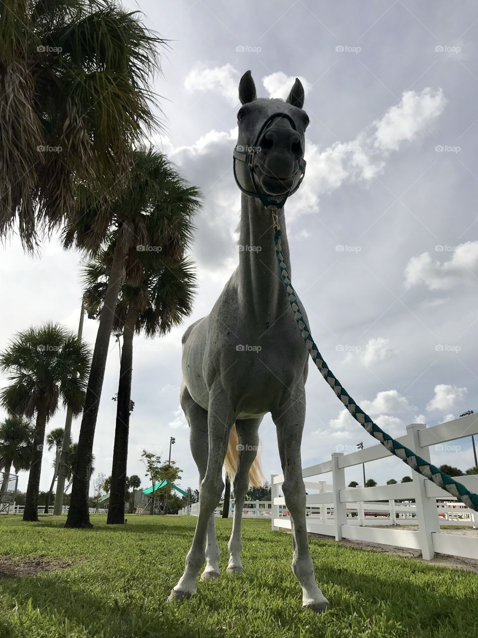 Cavalry, Mammal, No Person, Sculpture, Grass