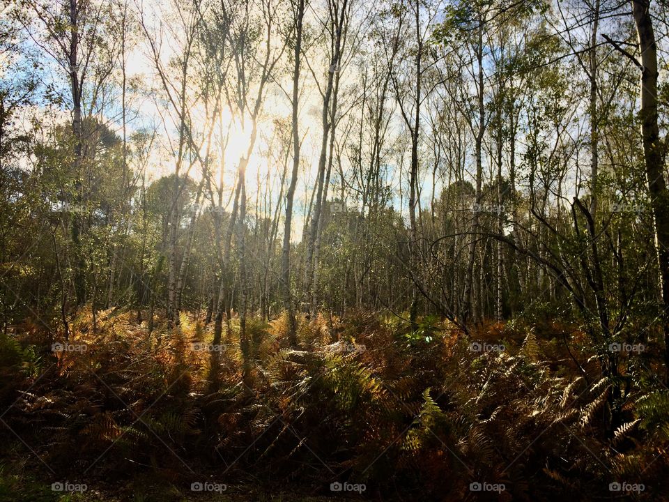 Shining sun in the woods