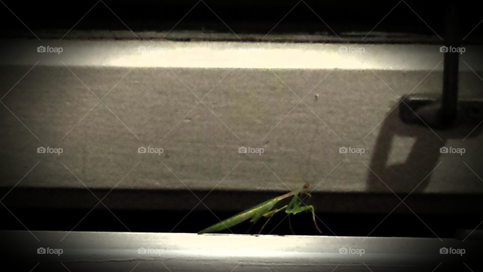 Grasshopper in the window
