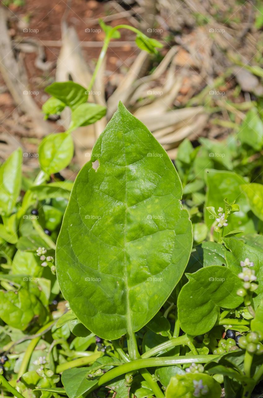 Running Spinach