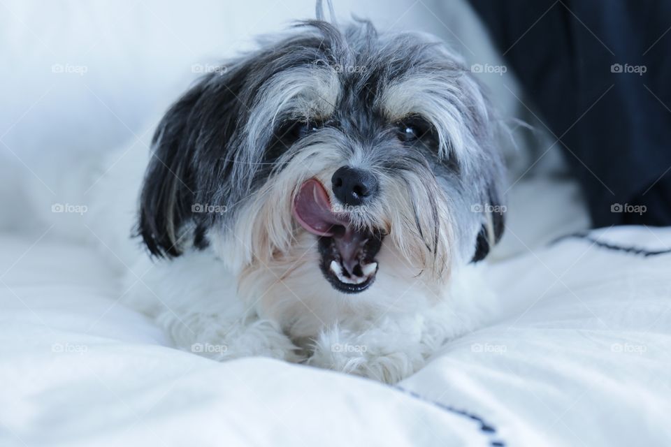 Tired Yawning Puppy