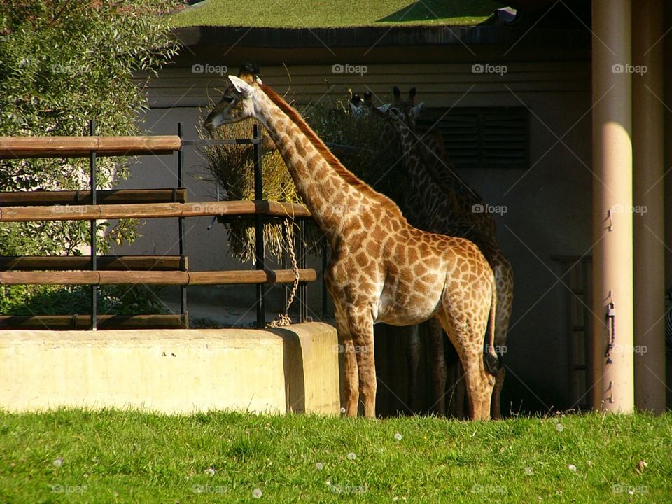Giraffe. Photo has been made in Moscow Zoo