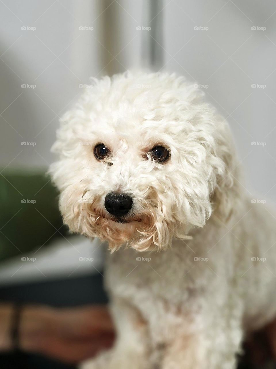 dog ready to be cut at the salon