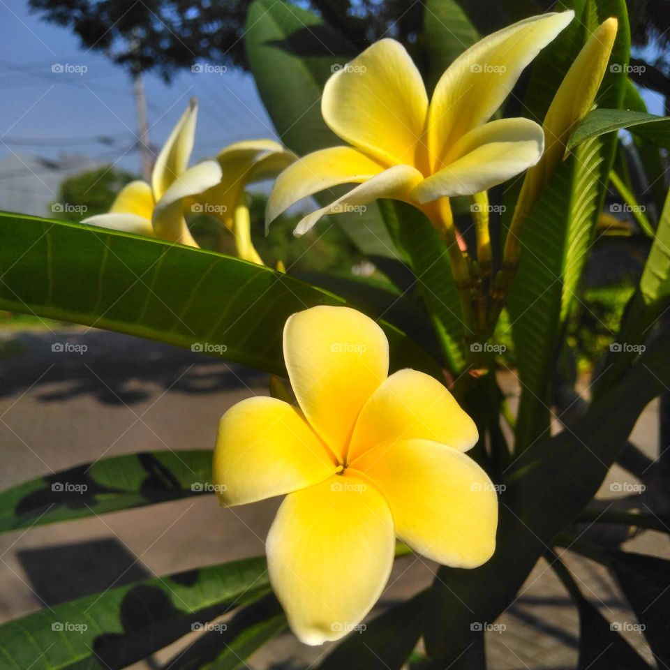 Yellow flower on the park