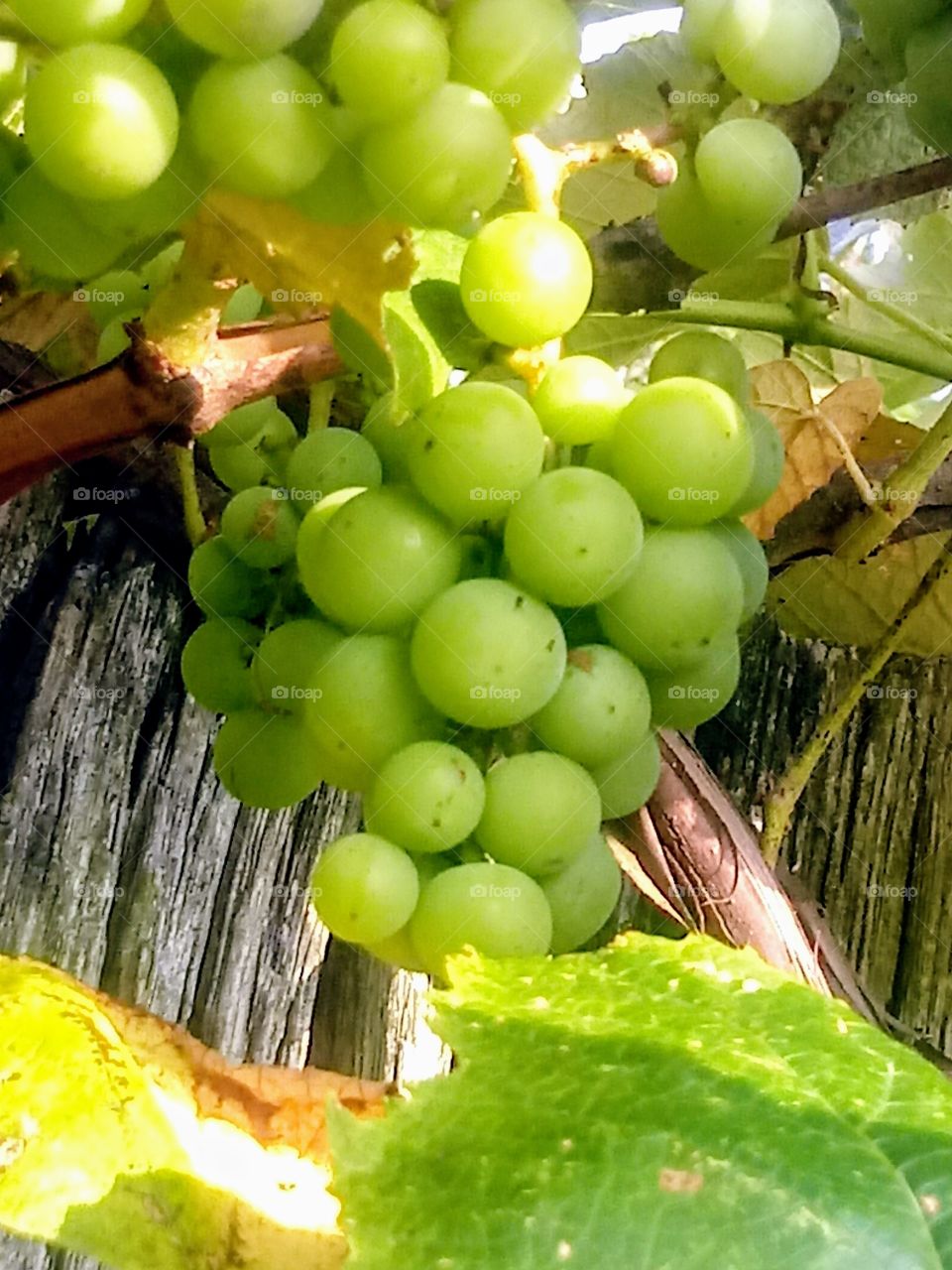 Grapes