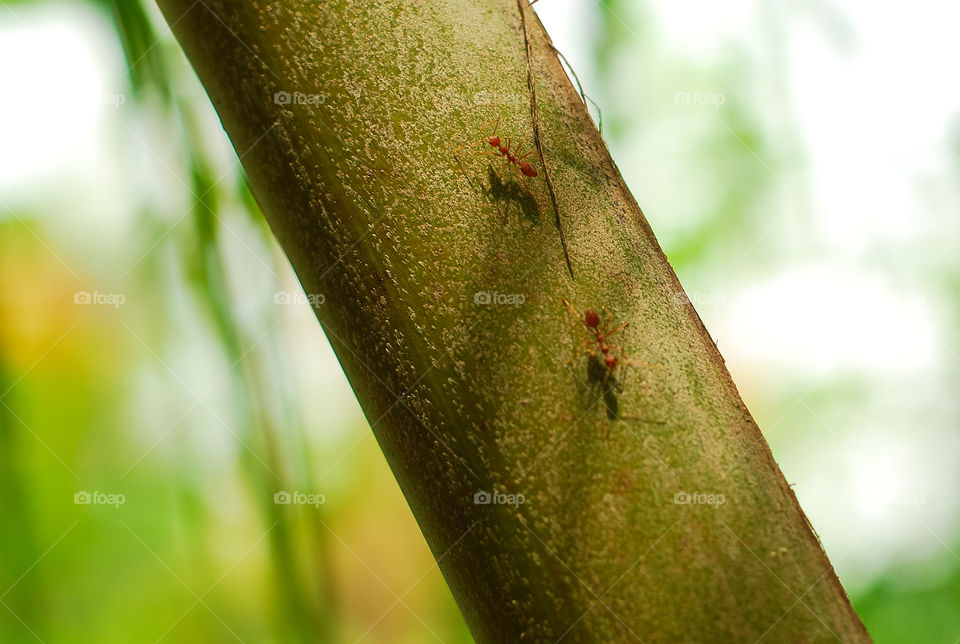 Two brown ants on a branch with blurry green background 