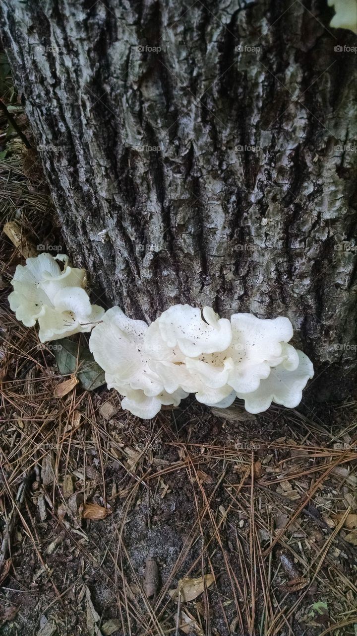 Stump Fungi