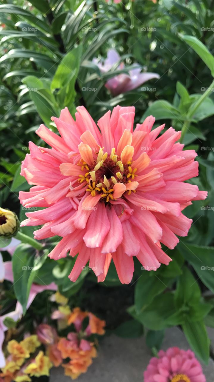 Pinkish Yellow flower in the park