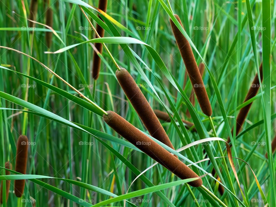 Cattail plants in summer. Cigar-shaped brown are the plant's densely packed female flowers. The male flowers are the yellow pointed parts on the female part