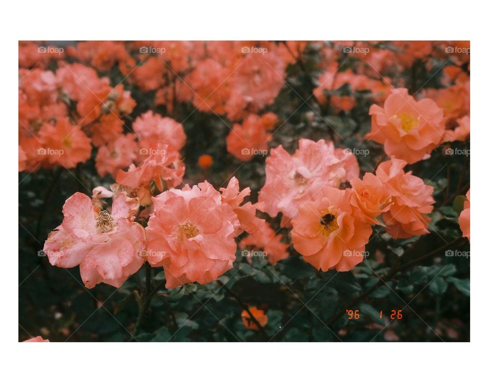 Flowers 🌺 
.
.
.
.
.
#film #filmisnotdead #filmcamera #filmphotography #analogphotography #analogphoto #analogue #analogfilm #analog #35mm #35mmfilm #35mmfilmphotography #wellington #newzealand #olympusmjuii #wpsdcd #filmneverdied