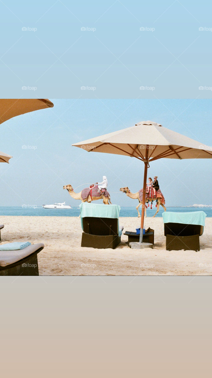 Dubai Camels and Yachts