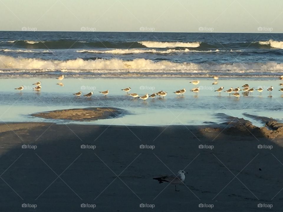 Sea birds at tbe edge of surf at low tide in Daytona Beach, FL.