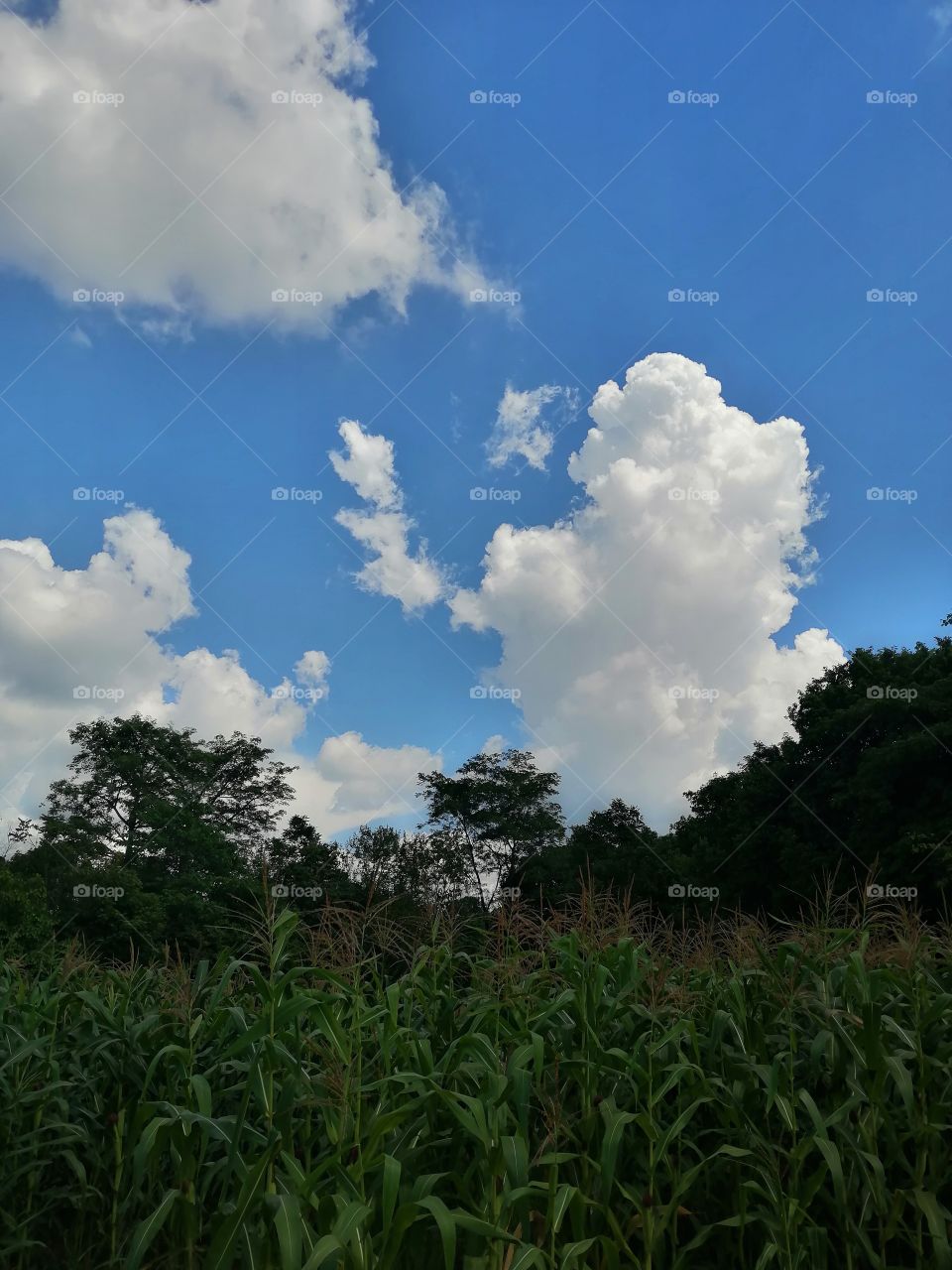 Beautiful Clouds and sky blue in Mother Nature and scenery of Nature  give us Peace of soul.